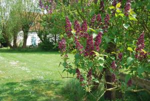 布兰肯贝赫Polderlicht的院子里布满紫色花的灌木