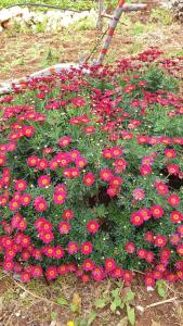 滨海波利尼亚诺Villa Rosalba的花园里的一束红色的鲜花