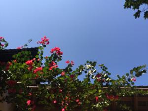 阳朔阳朔禅居团园客栈的蓝色天空下满是红花