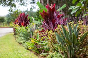 AndasibeAndasibe Lemurs Lodge的一排植物,花色紫色,红色