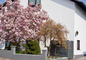 Weisenheim am SandFerienwohnung Charlotte的白色建筑前方的一棵树,花粉红色