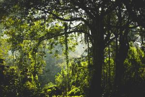 科鲁鲁Paradise Wild Hills Kodachadri的郁郁葱葱的绿色森林,有大树