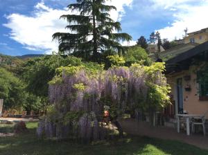 罗韦雷托Vista Castello的房子旁边的院子里的紫藤树