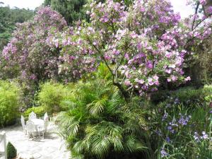彼得罗波利斯Villa Violeta的种有粉红色花卉的树的花园