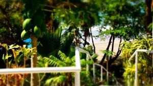 斯卡伯勒巴克莱特海滩俱乐部酒店的挂在树上的一束绿色香蕉