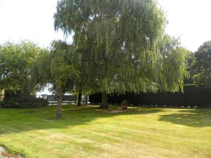 RuyterhoekHoliday Home Hulstehof by Interhome的草地庭院里的一棵树