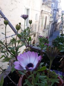 阿尔塔穆拉chicchinella的街上的锅子里的紫色花