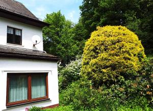 尼尔堡Green Corner Nürburg的白色的房子,有窗户和一棵树