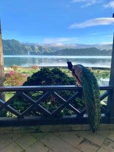 富尔纳斯Casa da Lagoa的鸟坐在围栏上,望着水面