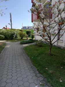 农嫩霍恩Ferienwohnung am Bodensee的人行道旁的一棵树,上面有白色的花