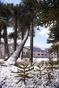 马拉卡韦罗科拉尔克谷Spa酒店的建筑物前雪中一团树木