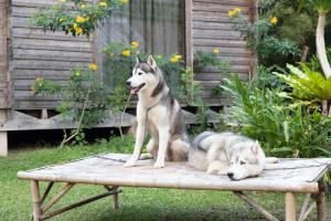 巴真府Saengcha Farm Resort的木凳上两只狗