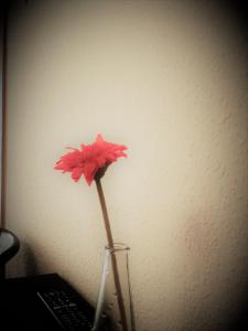布尔戈斯圣地亚哥旅馆的一张桌子上玻璃瓶里的红花