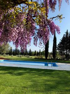 索马讷-德沃克吕兹FOUR DE CONY的挂在游泳池上的一棵紫色花树