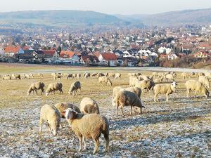 米歇尔施塔特Annettes Ferienwohnung的一群羊在城市的田野里放牧