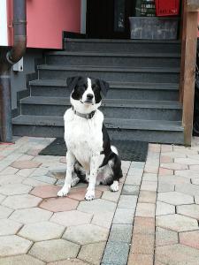 哈尔施塔特豪斯霍尔赫尔塔宾馆的坐在大楼前的黑白狗