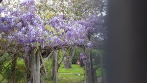 埃伦豪森Villa Stephanie Ehrenhausen App.Maximilian的一排紫色紫色紫藤覆盖的树木