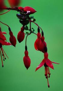 瓦伦西亚岛Fuchsia House的挂在植物上的一组红色花