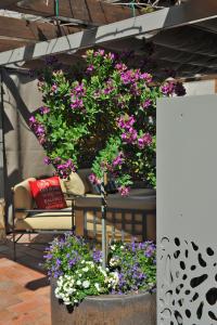 利莫内-苏尔加达Bella Vacanza Limone的天井上一盆花