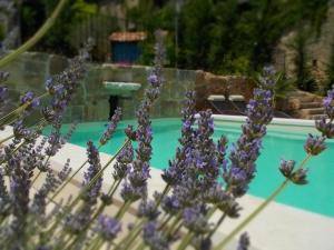圣保罗－勒热讷马斯蒙蒂德斯酒店的游泳池旁的一束紫色花