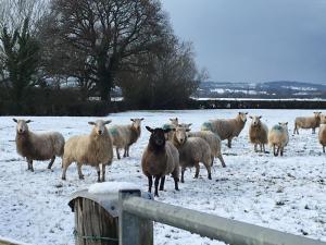 圣亚萨Tafarn y Waen - Guesthouse的一群羊站在雪覆盖的田野里