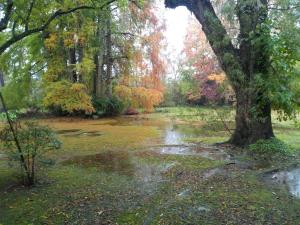 蒂格雷Villa Ocampo的公园里的一个池塘,有树和树