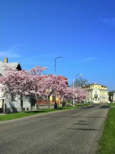 SadskáHotel Modrá hvězda Sadská的一条空的街道上,有树,上面有粉红色的花朵