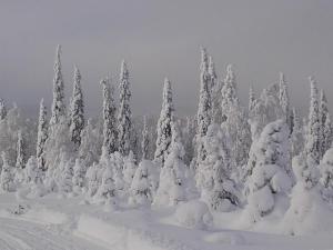库萨莫奥丽兰假日山林小屋的积雪覆盖的森林,树木覆盖在雪中