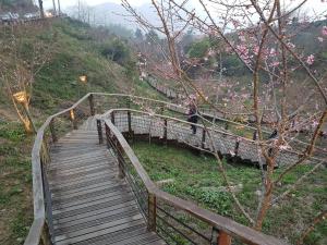 奋起湖阿里山顶石桌茗苑民宿的山坡上木板路,花粉色