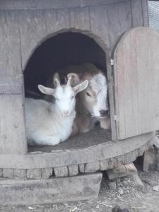 Grandola ed UnitiAgriturismo Barcola的两只山羊躺在木结构中