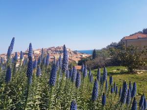 因佩里亚Villa Caterina的一片蓝花,背景是城市