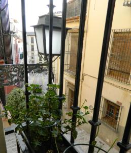 格拉纳达Escapadas romanticas en Granada jacuzzi的坐在街道旁阳台的植物