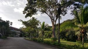 甘博阿Gamboa Apartment Toucan y Studio Ñeque的一条棕榈树和房子的空街