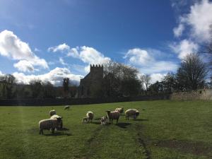 OldleighlinCarey's Bar & Farmhouse Kilkenny Border的相册照片