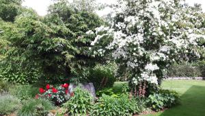拉多夫吉卡Apartments Magdalena的花园中一棵大树,花白色