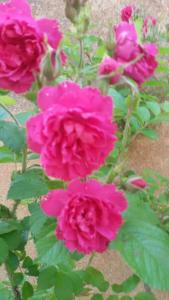 CrespinaAgriturismo L'isola的花园里的一群粉红色玫瑰