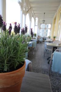奥斯赛拜-塞林Villa Sand im Schuh的餐厅的桌子上一盆紫色的鲜花