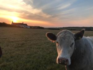 瑟索Bayview Cottage, Dunnetbay accommodation的日落时站在田野上的牛