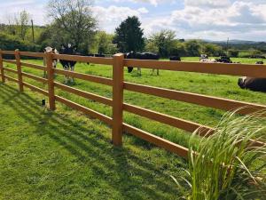 克洛纳基尔蒂Clonakilty Accommodation An Úllórd Getways的牛群前面的木栅栏