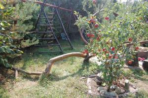 斯维季亚济Zelenyi Rai的花园里的梯子和苹果树