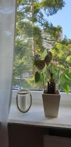 索波特Apartament Opera的窗台上挂着植物的窗户