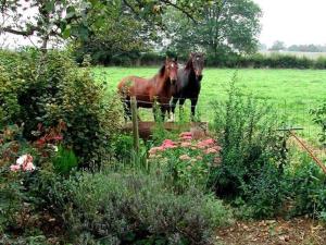 Seloignes莫米尼瑟卢瓦涅住宿加早餐酒店的两匹马在田野里彼此毗邻