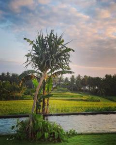 塞莱马德加Bali Beach Eco Villas Pondok Matekap的稻田前的棕榈树