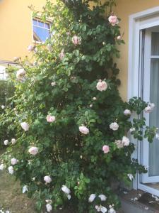 格拉尔-米里茨Meeresbrise的一块在建筑物边长着的粉红色玫瑰