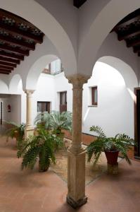 科尔多瓦Entre 2 Mezquitas的建筑中种有盆栽植物的庭院