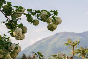 科尔贝尼Pensiunea Colt de Munte的山 ⁇ 树上的一束白色花