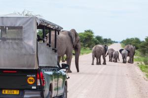 纳穆托尼Villa Mushara的一群大象在路上开车走下路