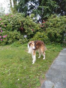 Bellerive瑞士波尔佐伊住宿加早餐旅馆的一只棕色和白色的狗站在草地上