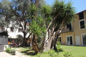 巴勒莫Corte del Merlo的一群棕榈树在一座建筑前