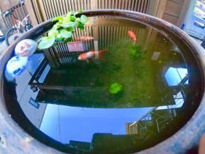 京都Benidaruma - Usagi的鱼缸里放鱼的碗